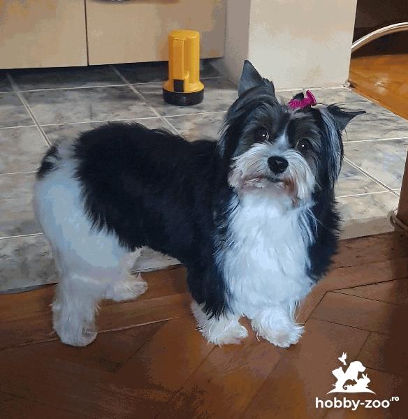  	 Mascul, Yorkshire Terrier Biewer Mascul