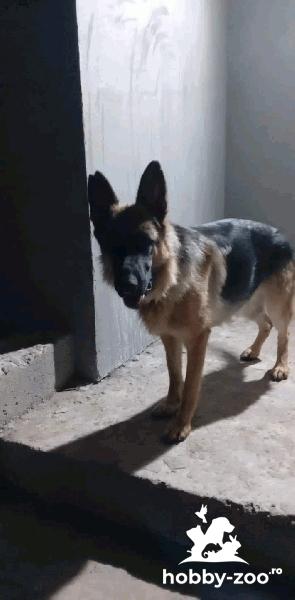 Femela Ciobanesc German