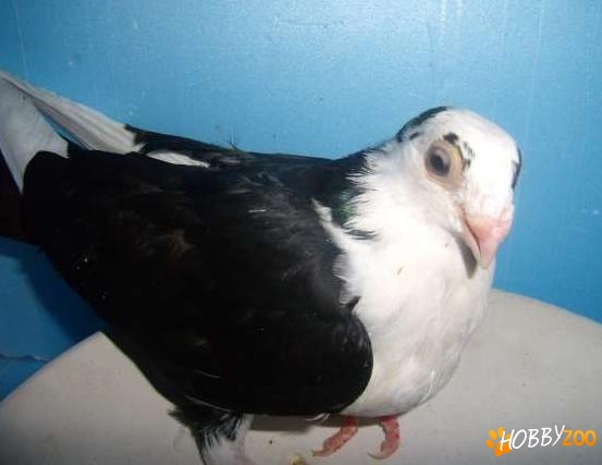 porumbei de ornament galateni