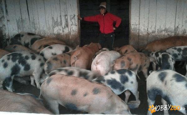 porci greutate 60-250kg bucuresti 