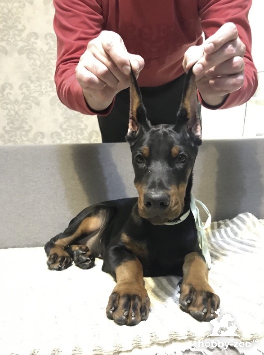 Doberman catelusi de vanzare