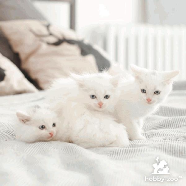 Angora Turceasca / Turkish Angora 1
