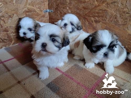 Sunt disponibili pui frumoși de rasă pură Shih Tzu.