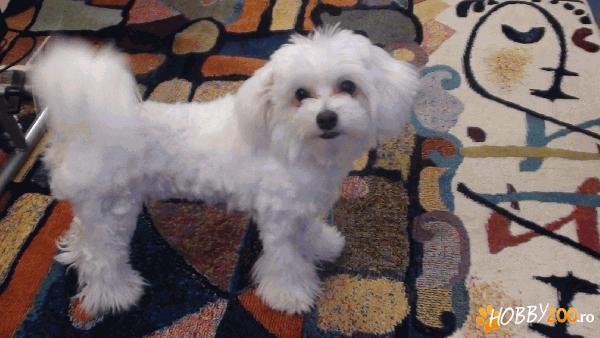 PIERDUT BICHON MALTEZ TITAN