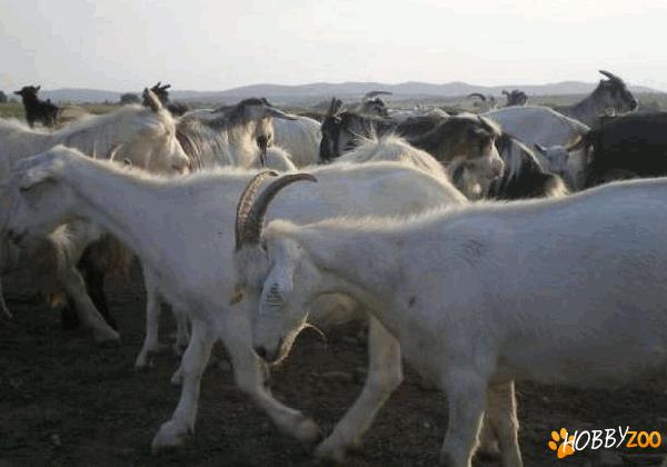 Turma de capre saanen