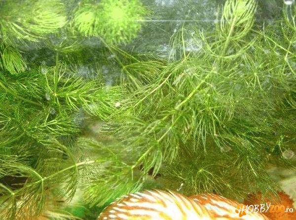 Plante exotice pentru acvariu