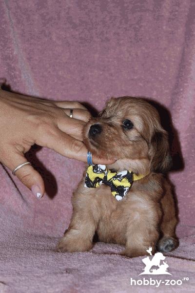 Havanese Bichon catelusi de vanzare