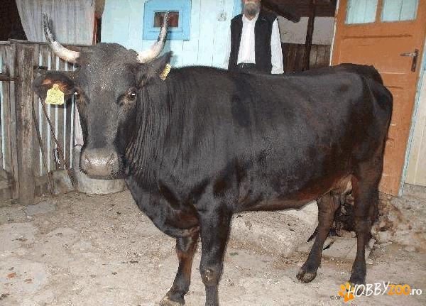 vaca tanara si frumoasa