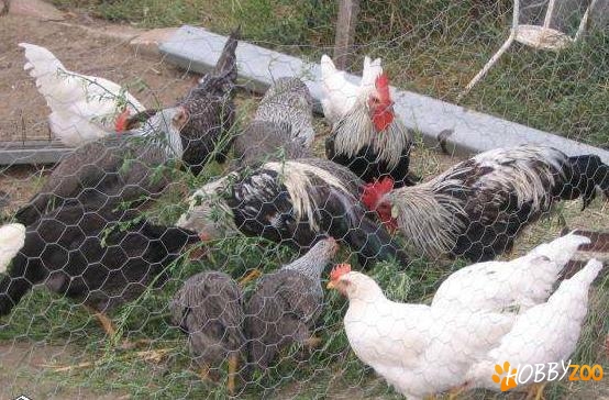 Gaini ouatoare italiana