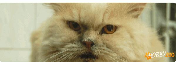 cabinet veterinar asigurari animale