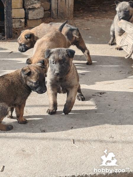 Cățeii de Ciobănesc Belgian Malinois