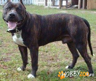 dau la monta amstaff original