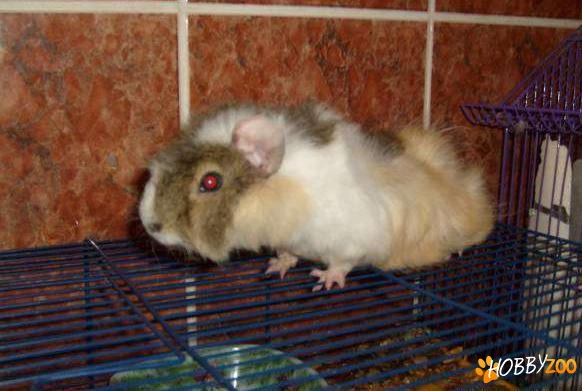 Porcusor de guineea frezat
