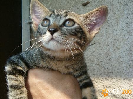 Ofer adoptie motanel tigrat