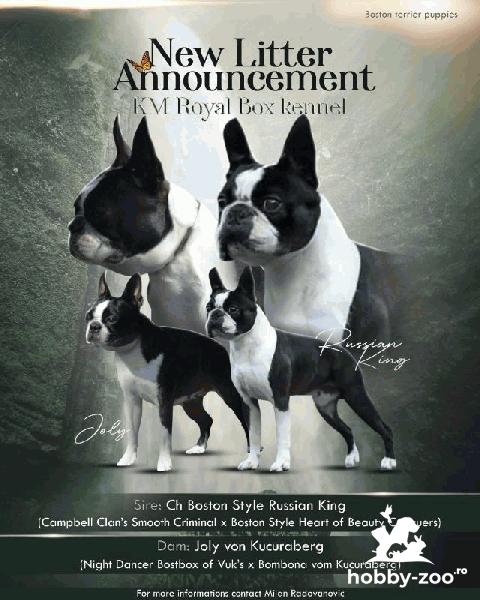 Boston Terrier cățeluși