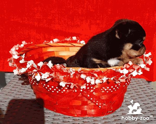 Puisori de Chihuahua rasa pura poze reale