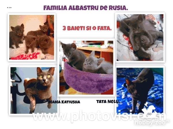 pui Albastru de Rusia