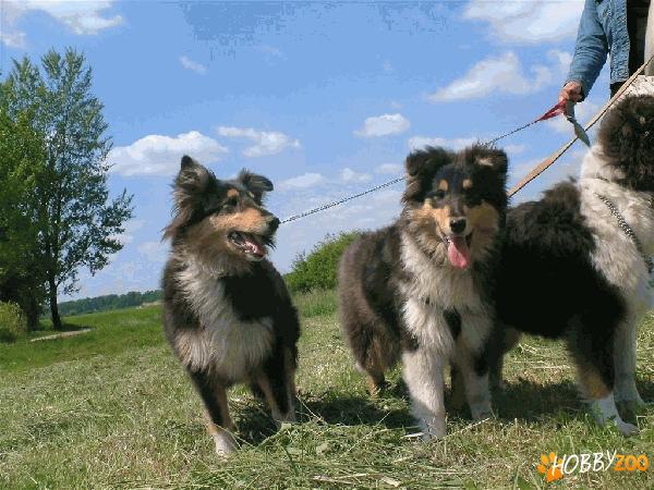 Vand-schimb Collie