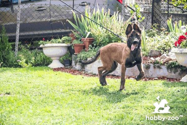 Ciobanescul belgian Malinois catelus