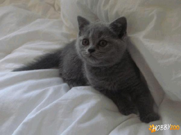vand pui pisica British Shorthair Blue