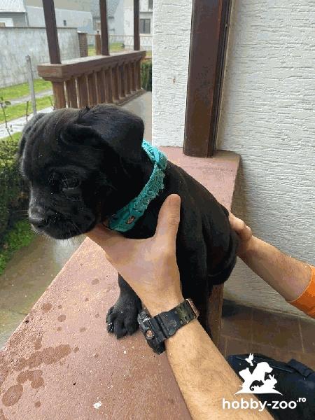 Cane Corso catelusi de vanzare