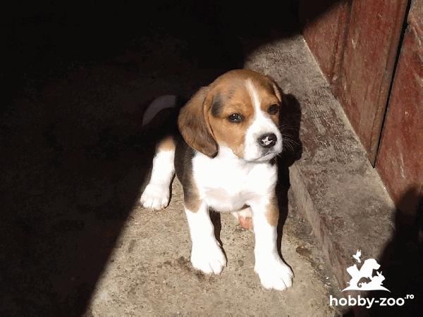 Pui de Beagle tricolor. 