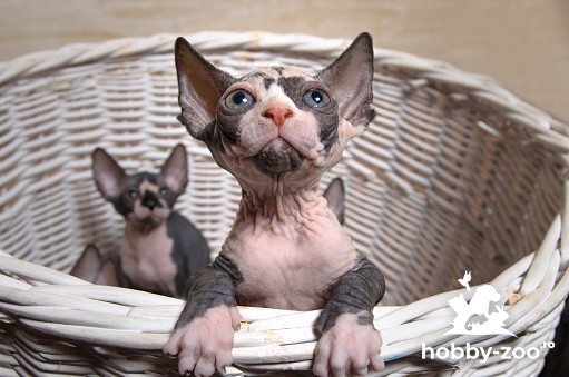 Pisicuțe Sphynx disponibile