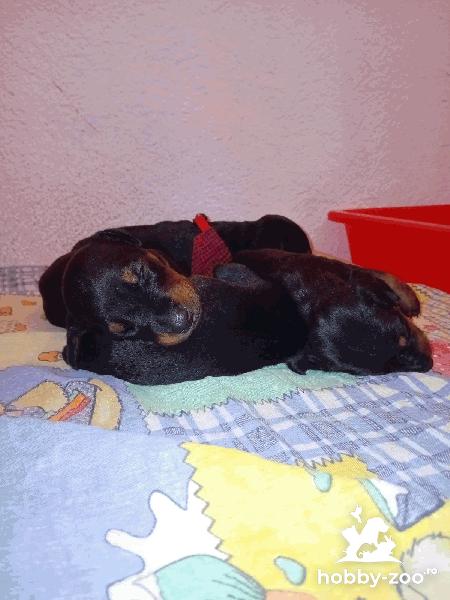 DOBERMAN Cățeluși de vanzare