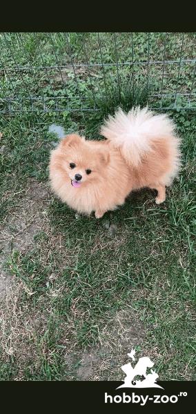 Vând cățel pomeranian 