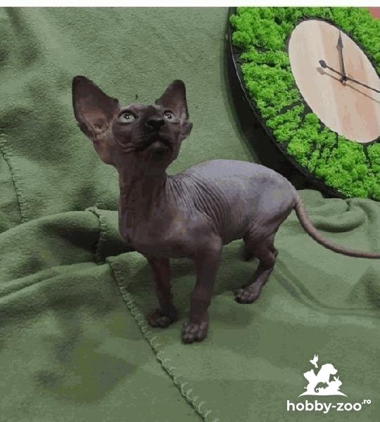 Pui Sphinx canadian cu pedigree