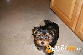vand yorkshire terrier