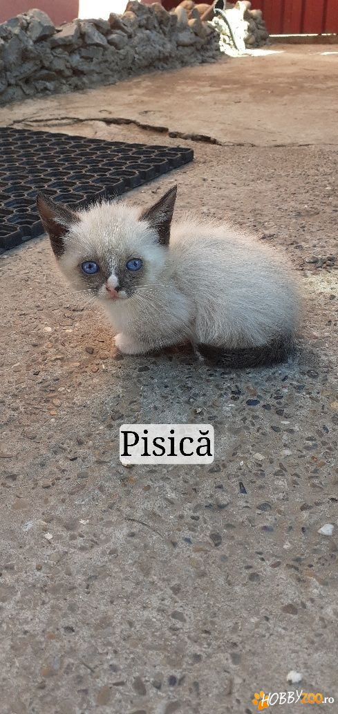 Vand pisici rasa snowshoe