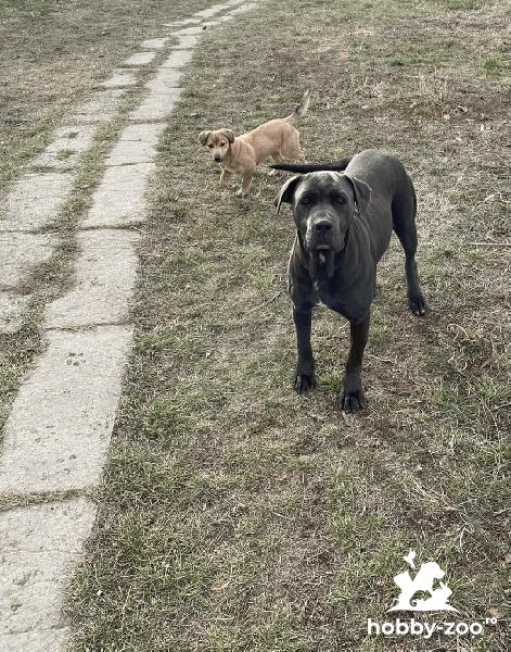Pui cane corso blue și negrii 