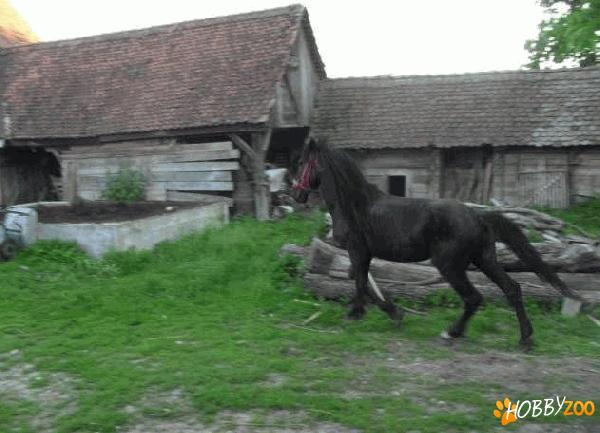  Cal armasar si Iapa