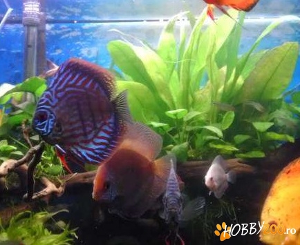 discusi de mari dimensiuni