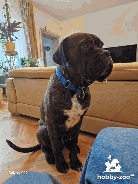 CANE CORSO EXEMPLAR DEOSEBIT