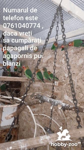 Puii blanzi de agapornis