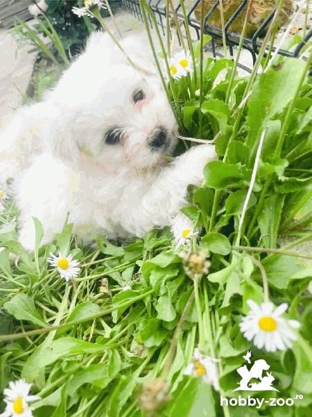 Bichon maltez culoare alb