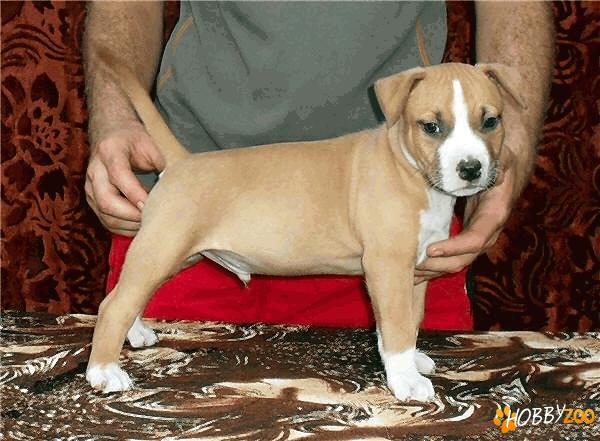  pui de rasa  Amstaff