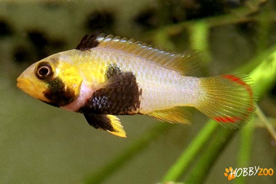 Apistogramma Panduro