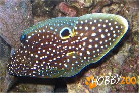 Pesti Calloplesiops Altivel