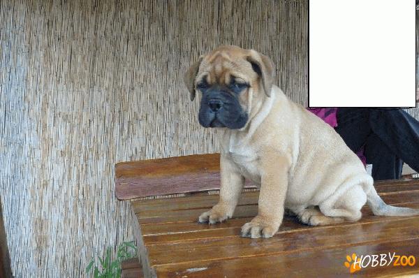 Bullmastiff de vanzare