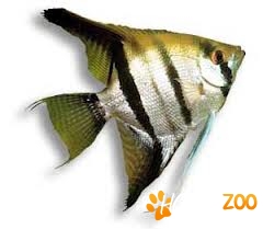 pesti scalari argintii zebra