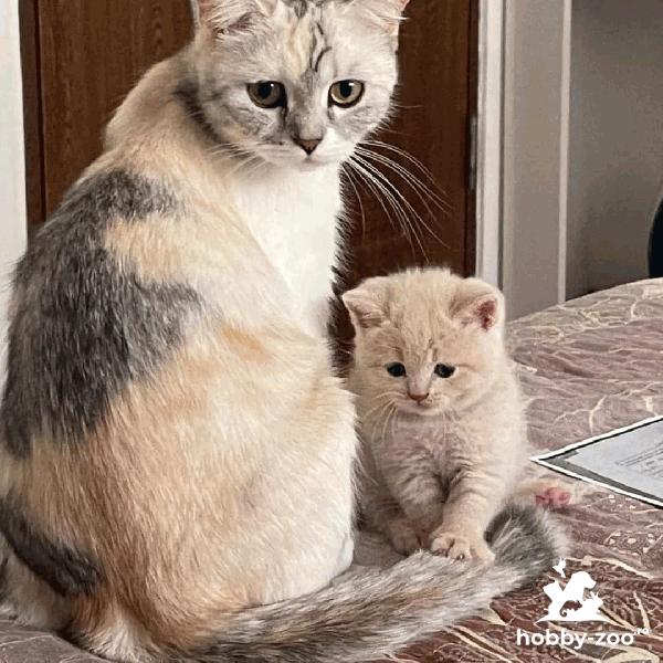 Pui British shorthair