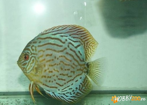 pesti Discusi cu dimensiuni mari