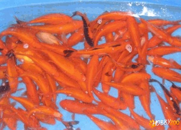 vanzare pesti crap koi