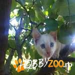 ofer spre adoptie puiut metis de bo