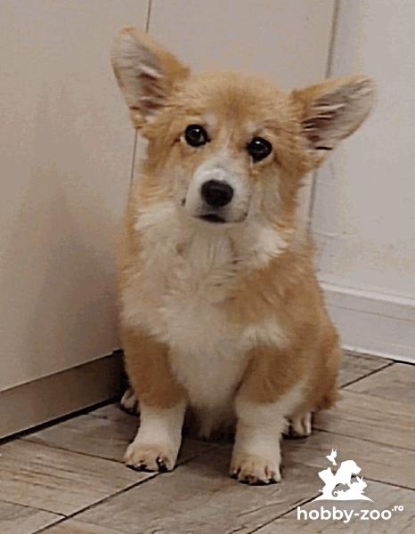 Pembroke Welsh Corgi cățeluși