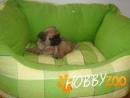 PUG CARLINO MOPS  Bucuresti