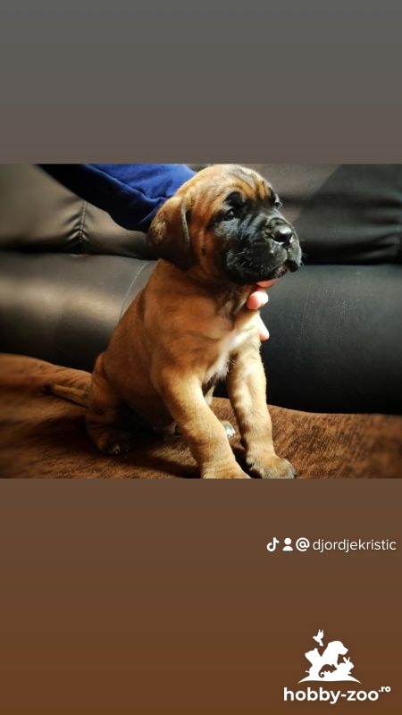 TOP CANE CORSO catelusi de vanzare